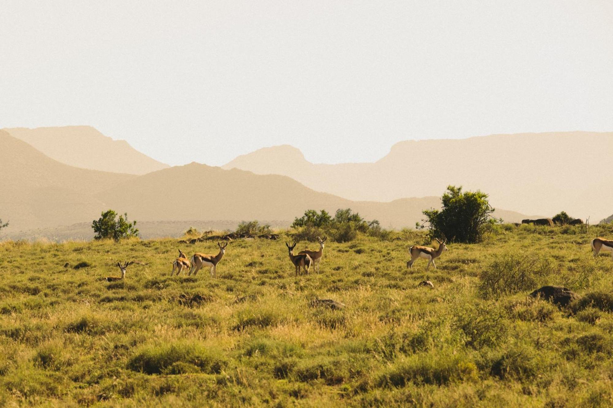 Buccara Wildlife Reserve Graaff-Reinet 外观 照片